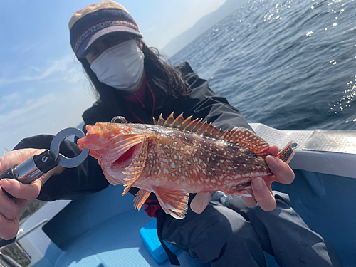 カサゴの釣果