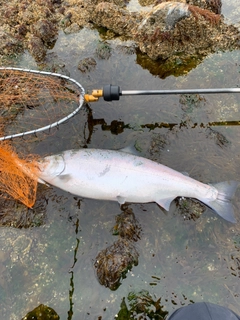 サクラマスの釣果