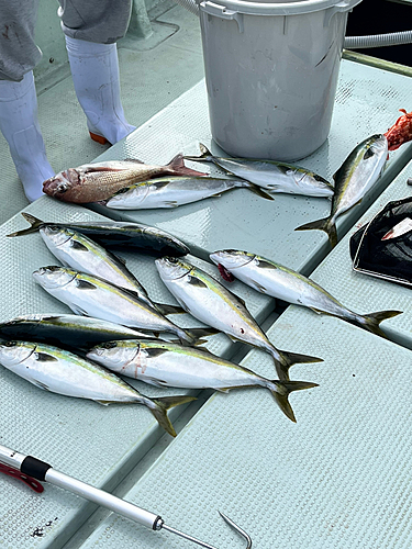 イナダの釣果