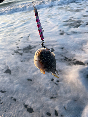 クサフグの釣果