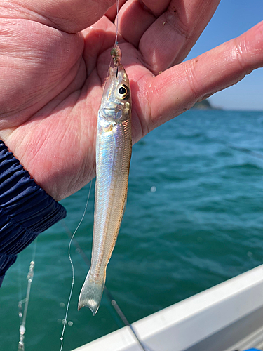 キスの釣果