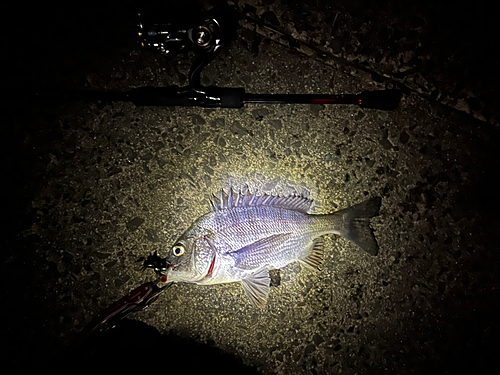 クロダイの釣果