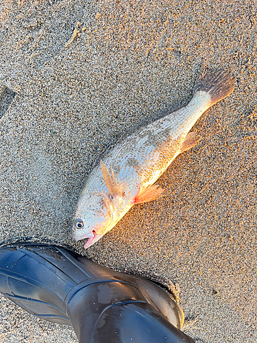 イシモチの釣果