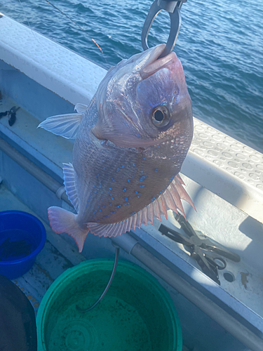 ハナダイの釣果