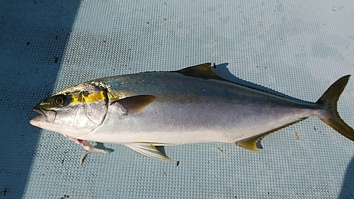 ヒラマサの釣果