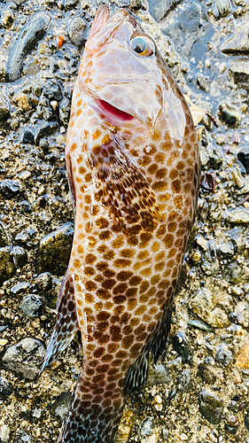 オオモンハタの釣果