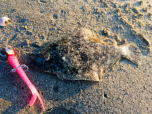 ソゲの釣果