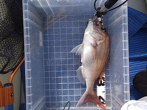 マダイの釣果