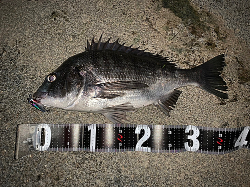 チヌの釣果