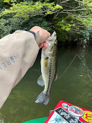 ラージマウスバスの釣果