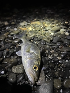 スズキの釣果