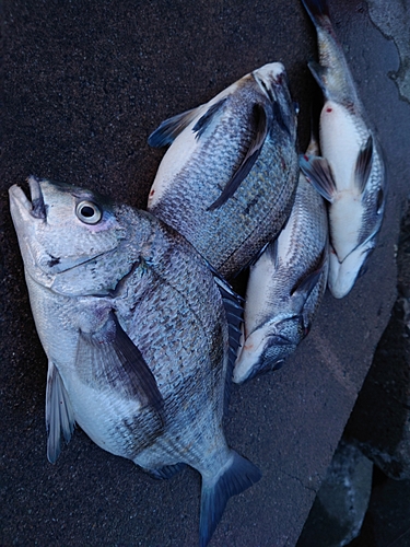 チヌの釣果