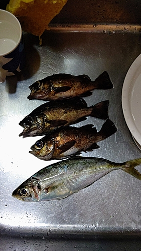 アジの釣果