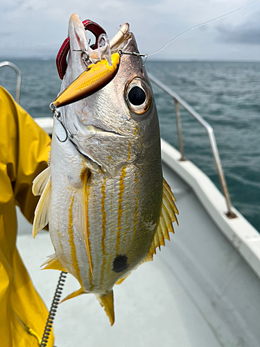 ヤマトビーの釣果