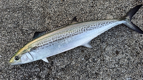 サゴシの釣果