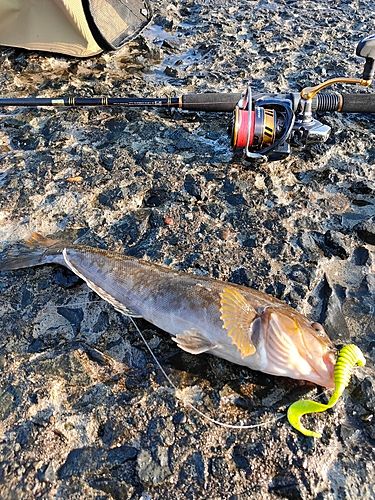 アブラコの釣果