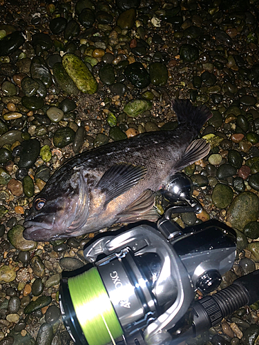 クロソイの釣果