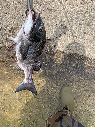 チヌの釣果