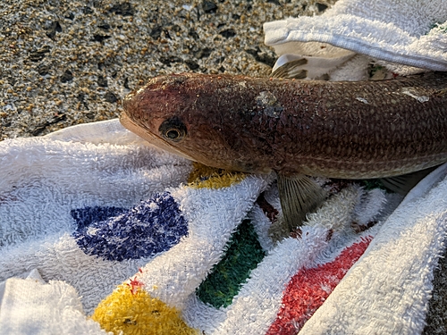 マゴチの釣果