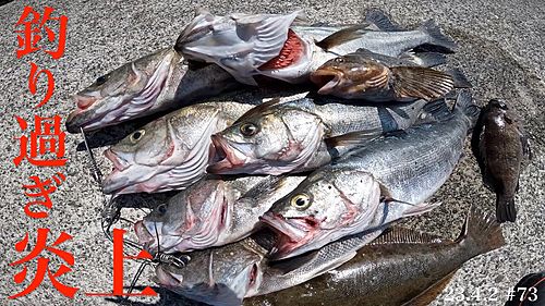 シーバスの釣果