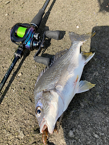 キビレの釣果