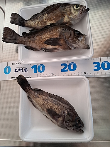 メバルの釣果