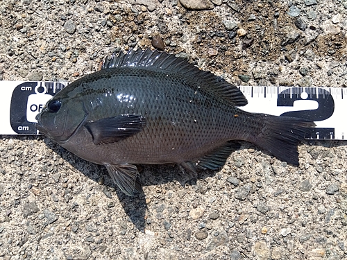 クチブトグレの釣果