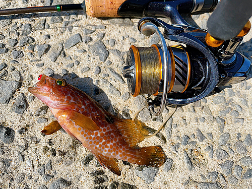 ハタの釣果