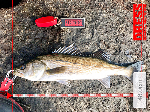 シーバスの釣果