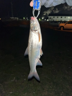 ウグイの釣果