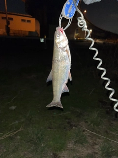 ウグイの釣果