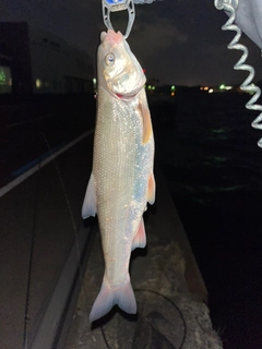 ウグイの釣果