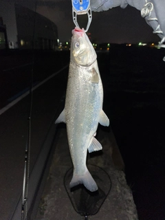 ウグイの釣果