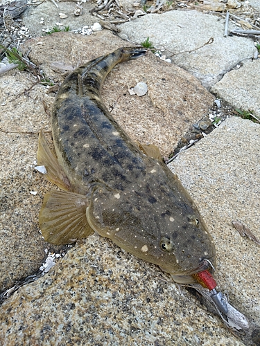 マゴチの釣果