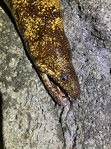 ウツボの釣果