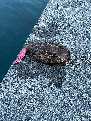 コウイカの釣果