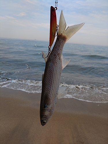 ボラの釣果