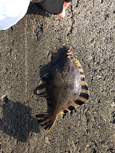 カレイの釣果