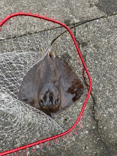 アカエイの釣果