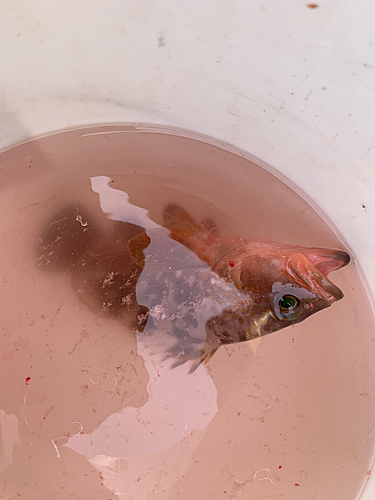 アコウの釣果