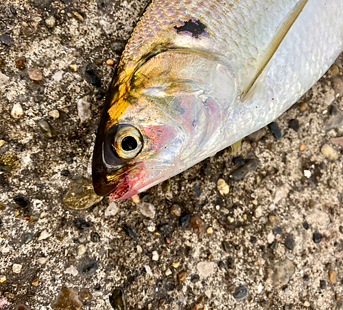 コノシロの釣果