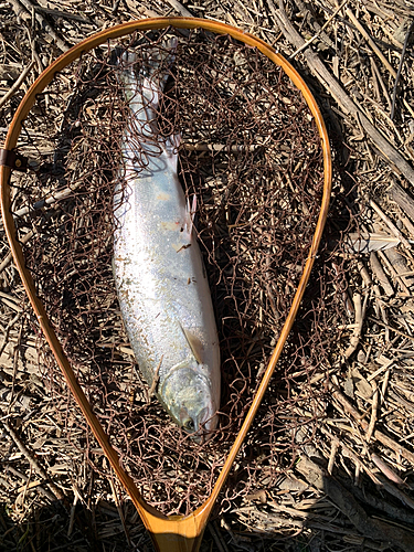 サクラマスの釣果