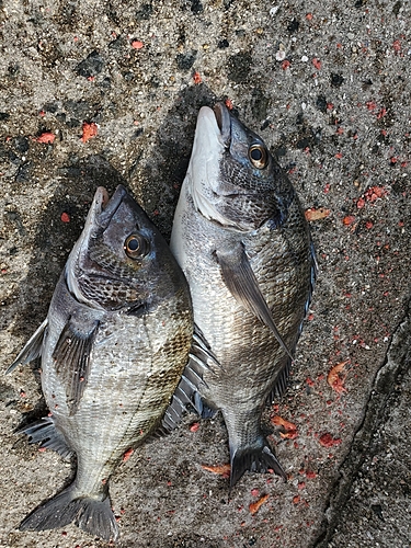 チヌの釣果