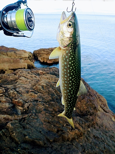 アメマスの釣果