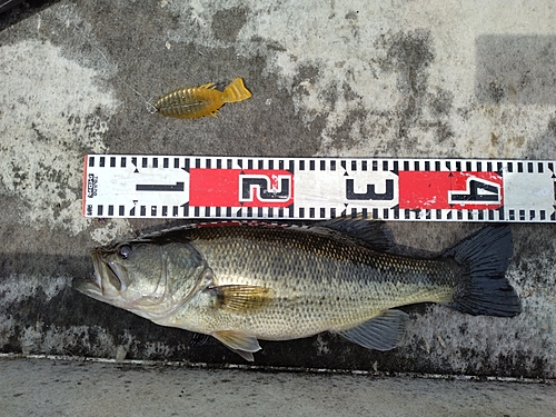 ブラックバスの釣果