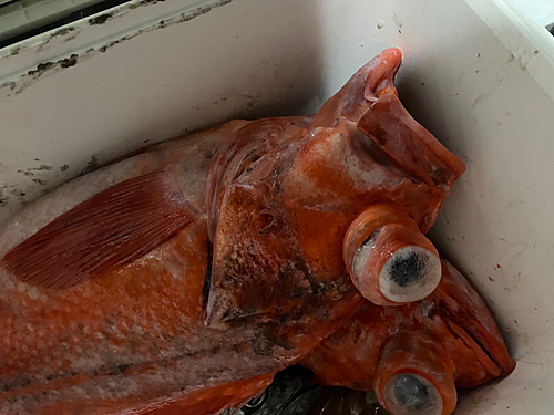 アコウダイの釣果