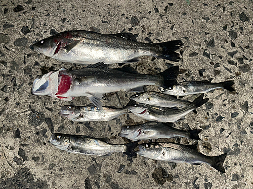 スズキの釣果