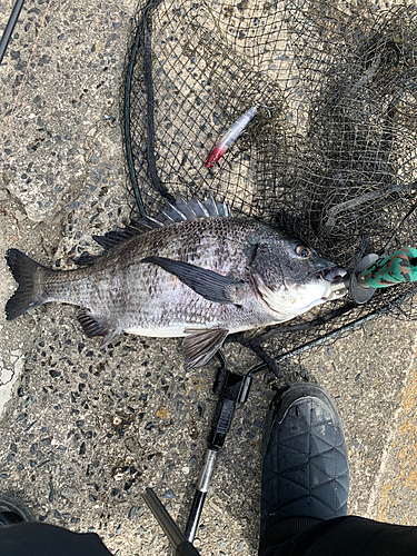 チヌの釣果