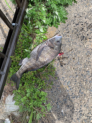 チヌの釣果