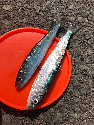 イワシの釣果